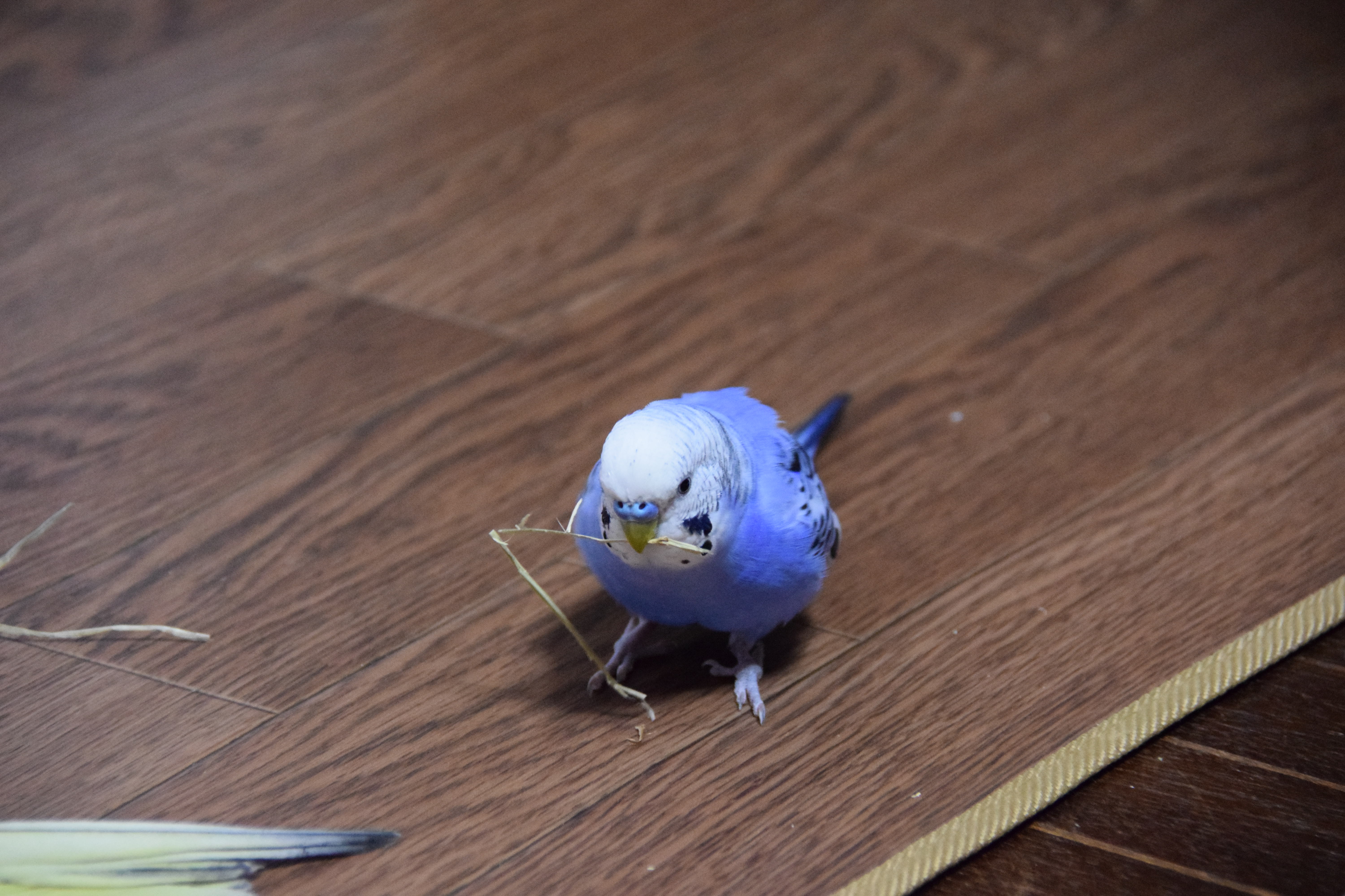 ミッキーマウスミッキーマウス インコといっしょ